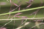 Hairawn muhly